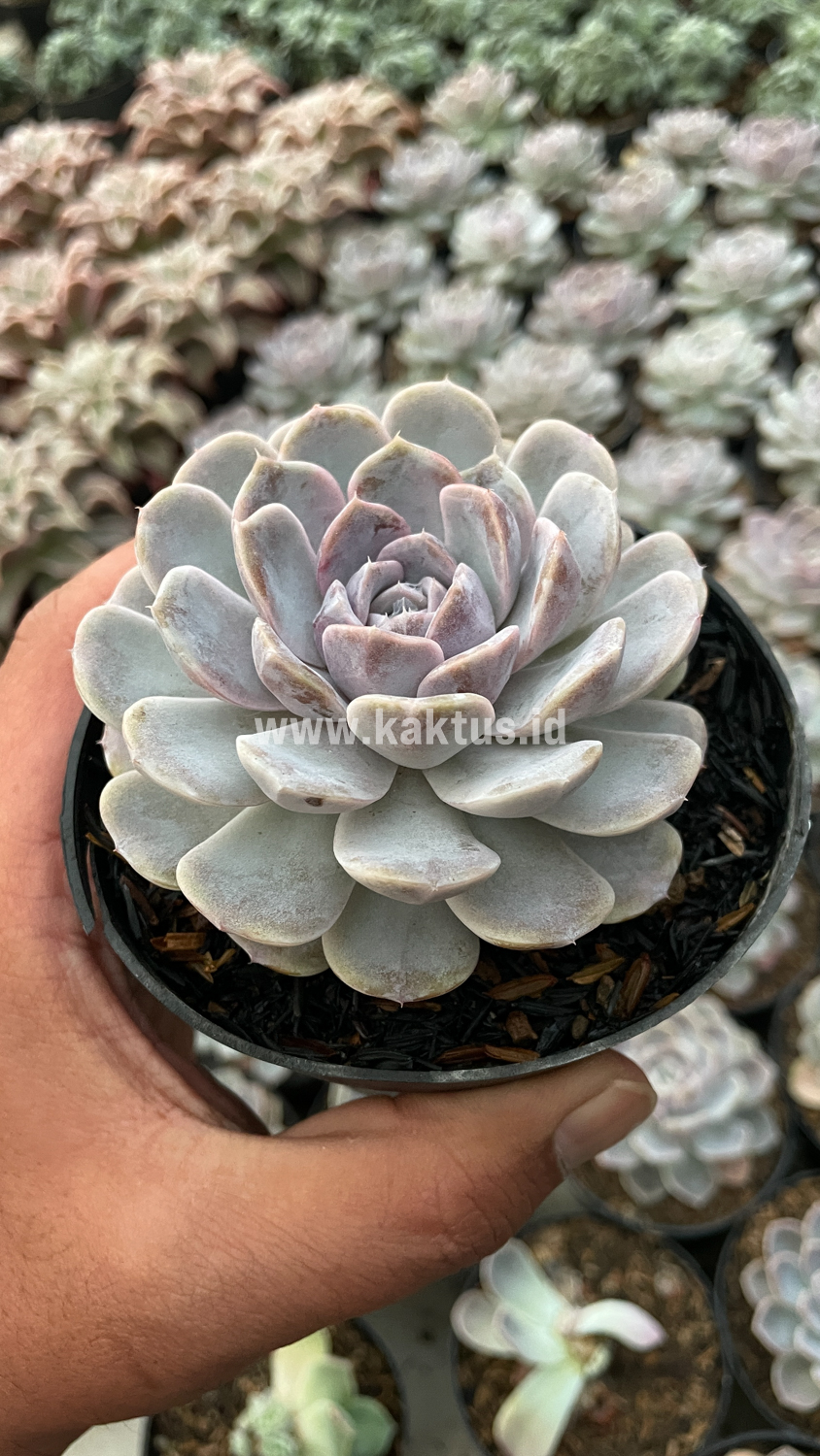 357. Echeveria Orion - Image 20