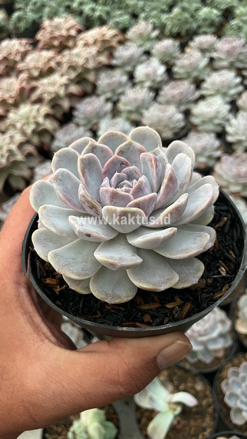 357. Echeveria Orion - Image 19