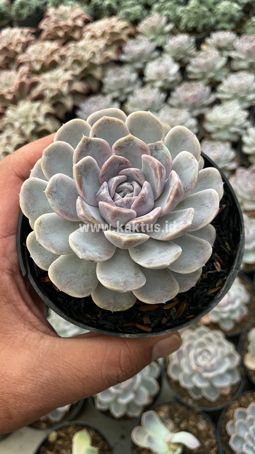 357. Echeveria Orion - Image 31