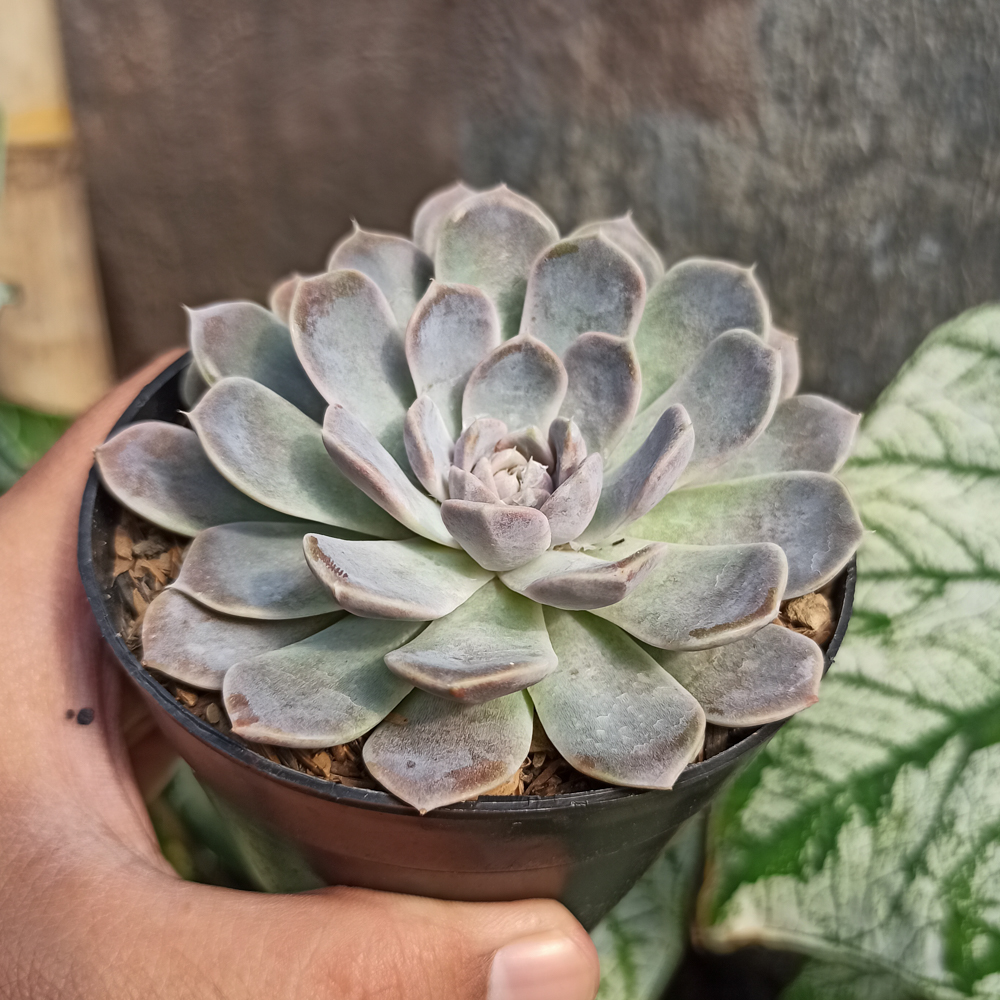 357. Echeveria Orion - Image 12