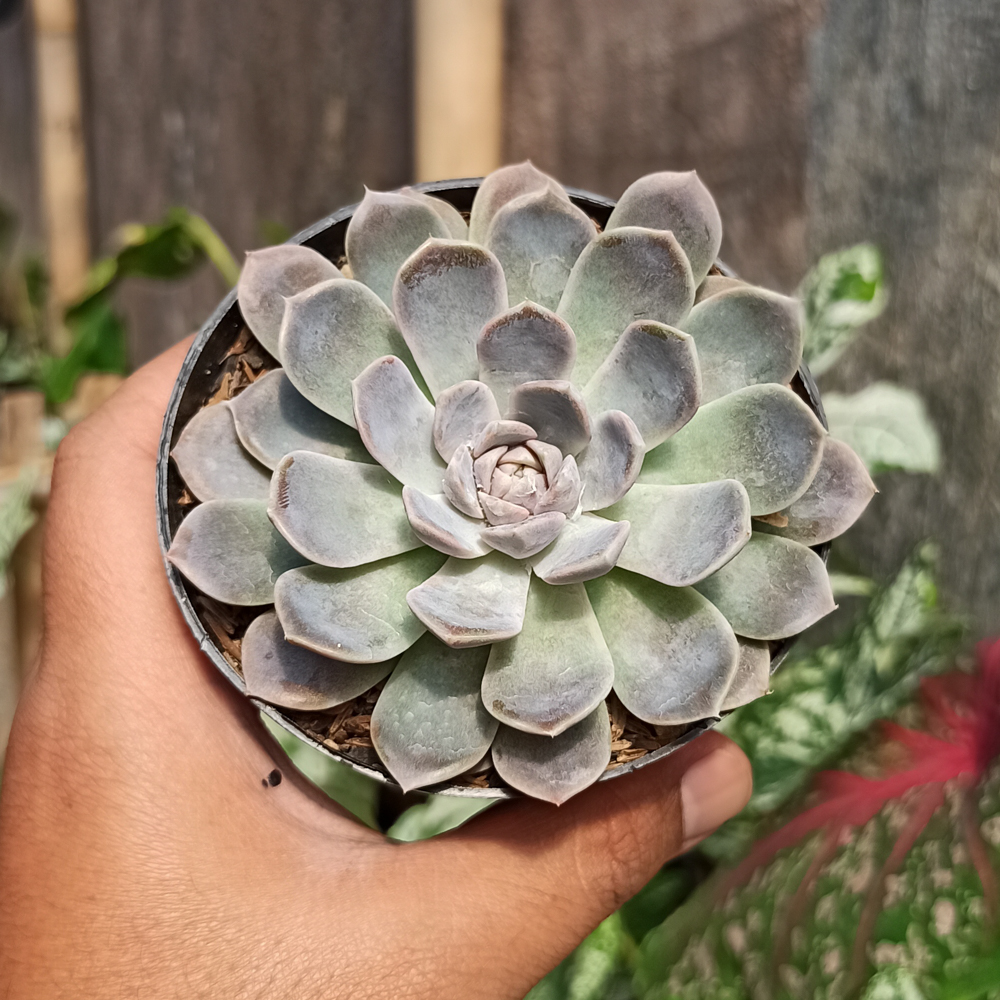 357. Echeveria Orion - Image 13