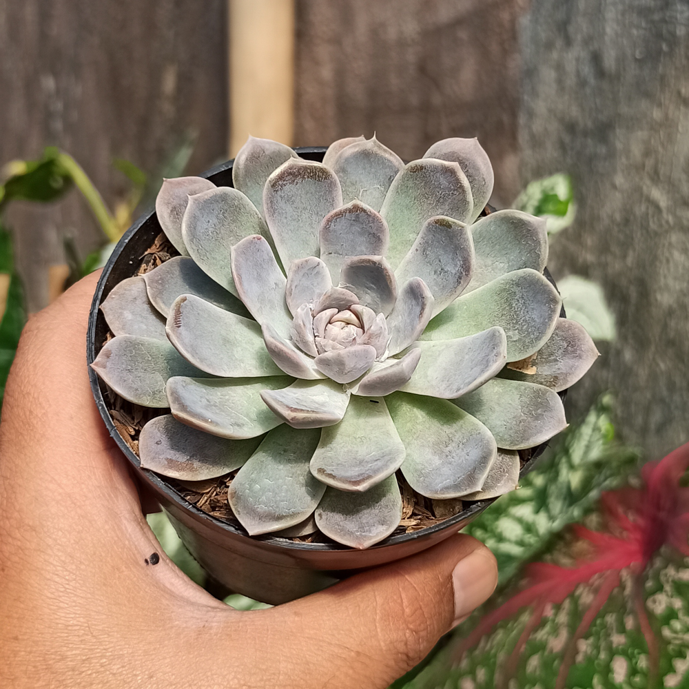 357. Echeveria Orion - Image 15