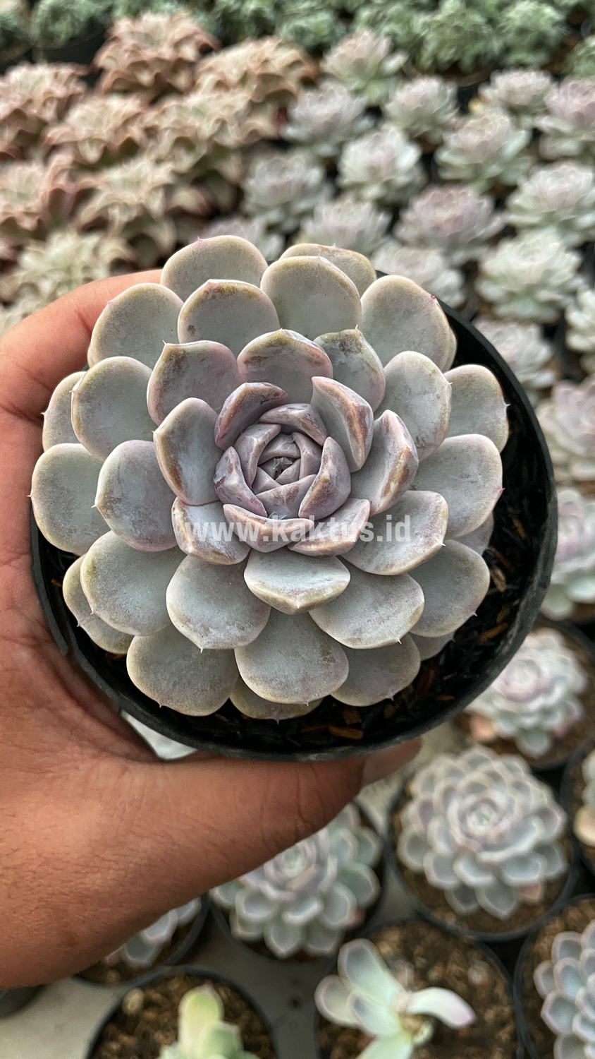 357. Echeveria Orion - Image 29