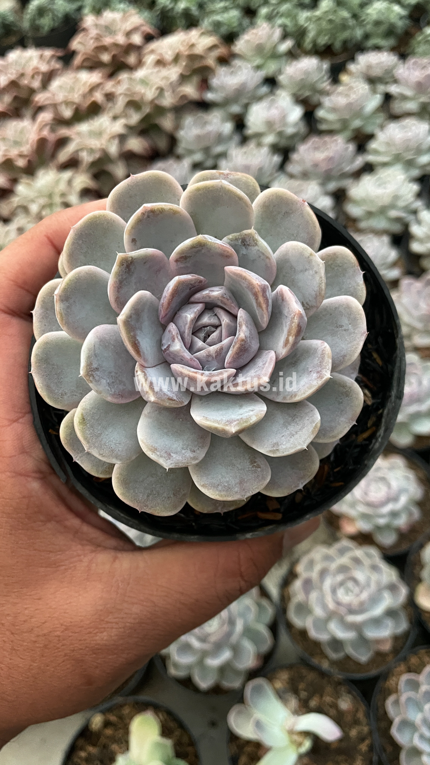 357. Echeveria Orion - Image 28