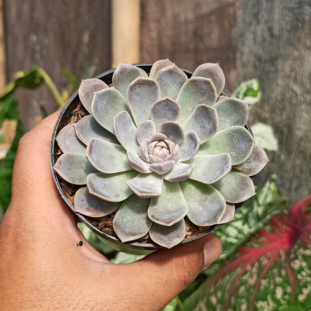 357. Echeveria Orion - Image 16