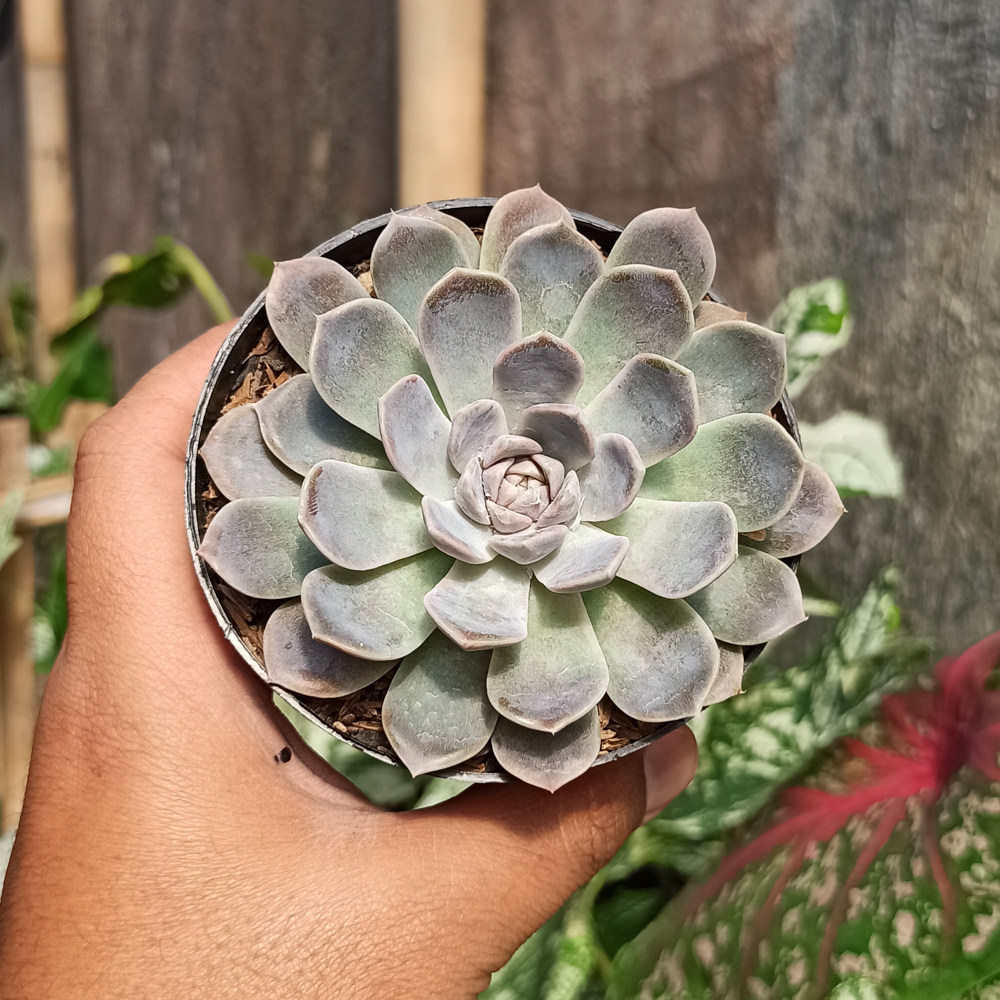 357. Echeveria Orion - Image 17