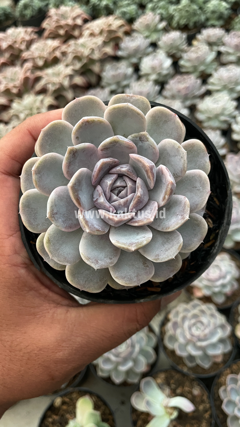 357. Echeveria Orion - Image 27