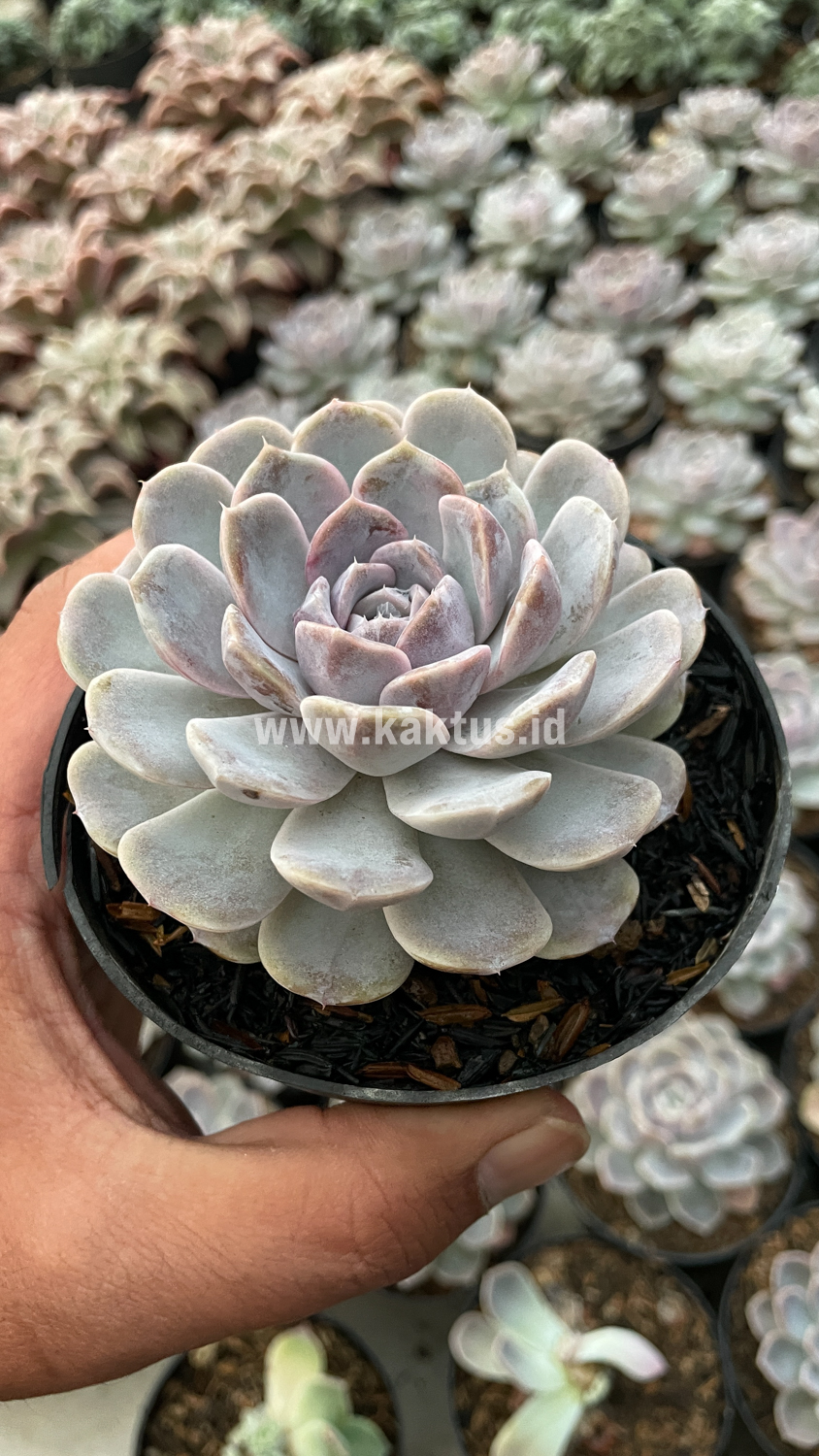 357. Echeveria Orion - Image 3