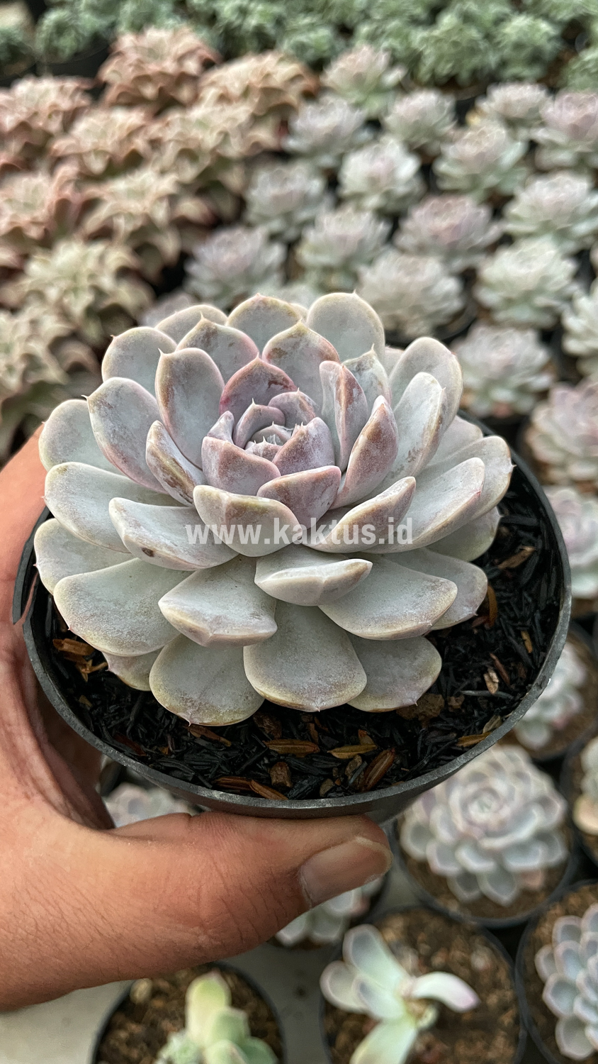 357. Echeveria Orion - Image 2