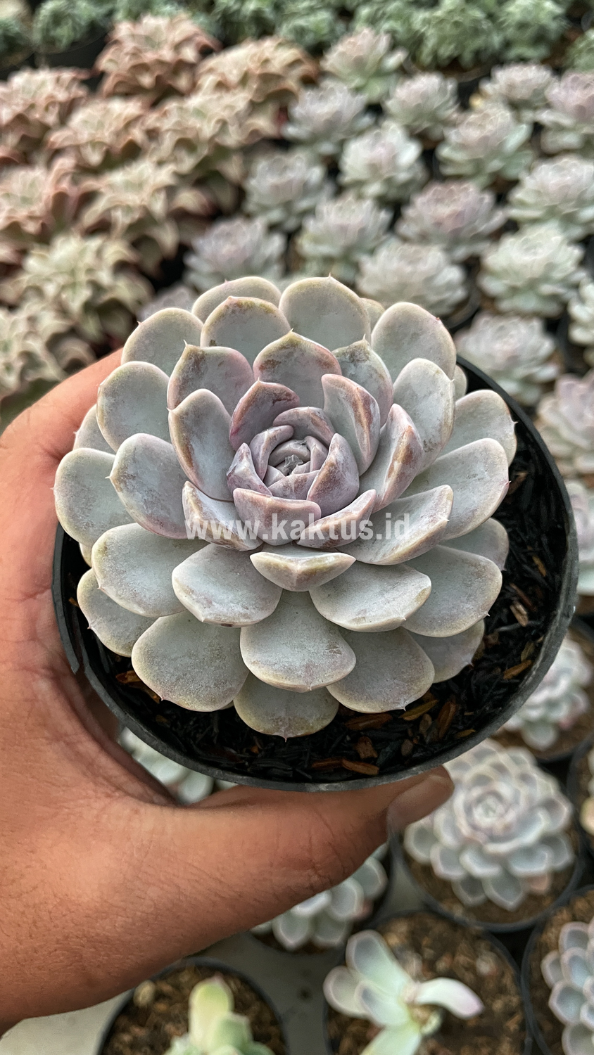 357. Echeveria Orion - Image 26