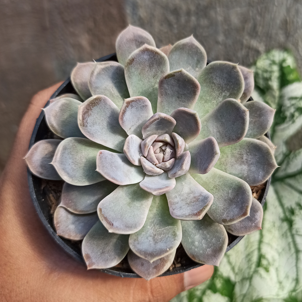 357. Echeveria Orion - Image 10