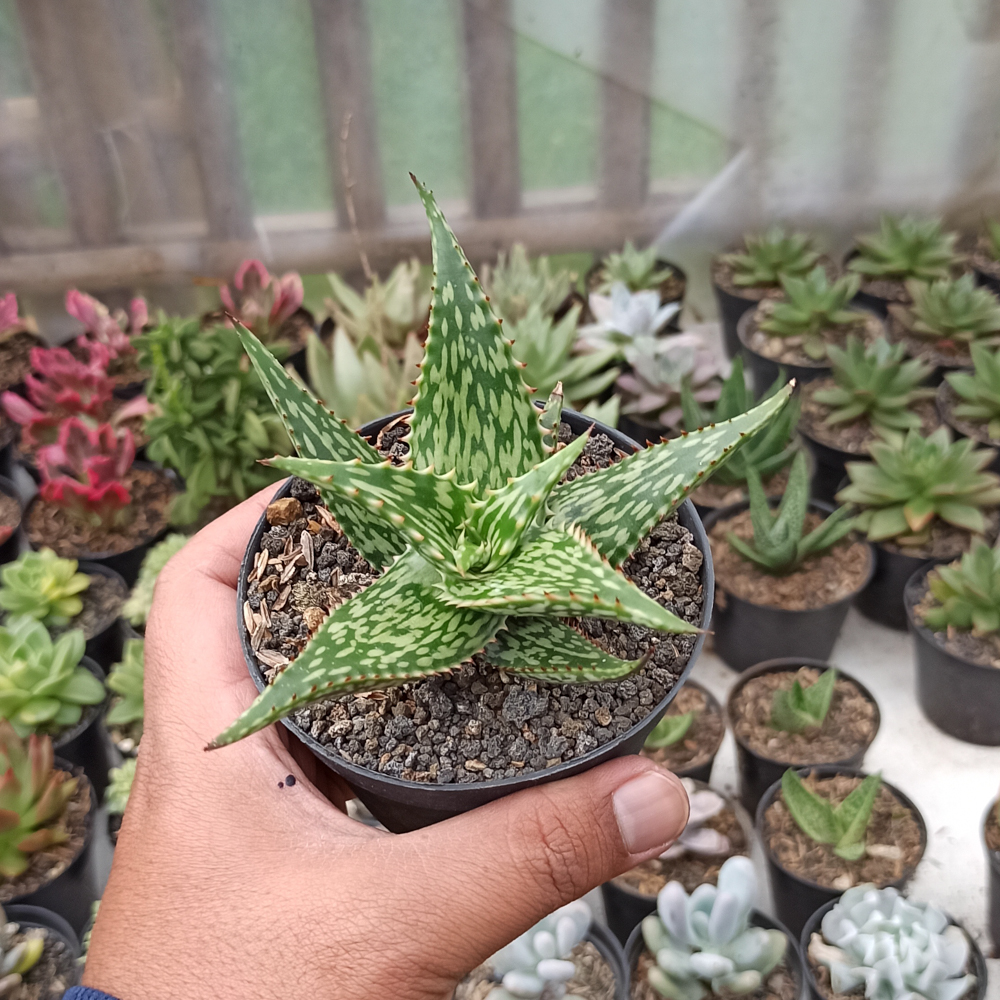 358. Aloe Somaliensis - Image 3