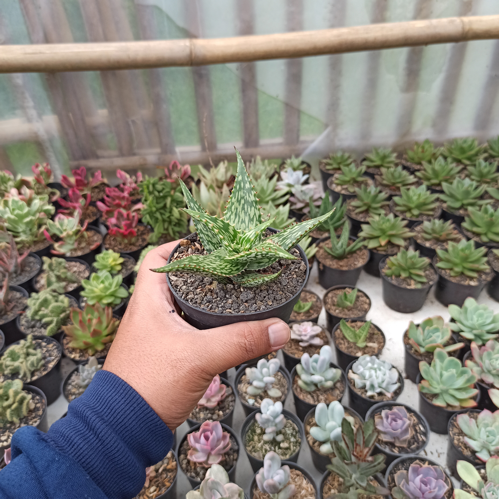 358. Aloe Somaliensis - Image 6