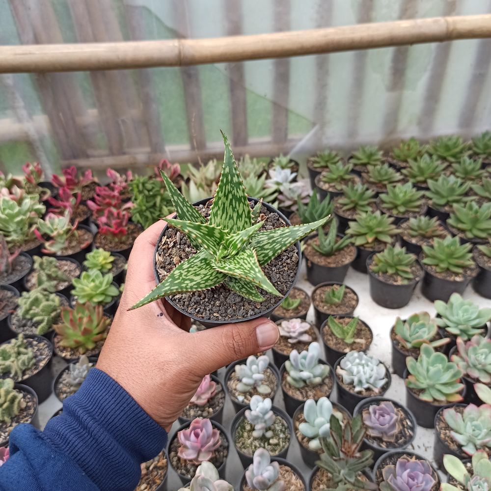 358. Aloe Somaliensis - Image 5