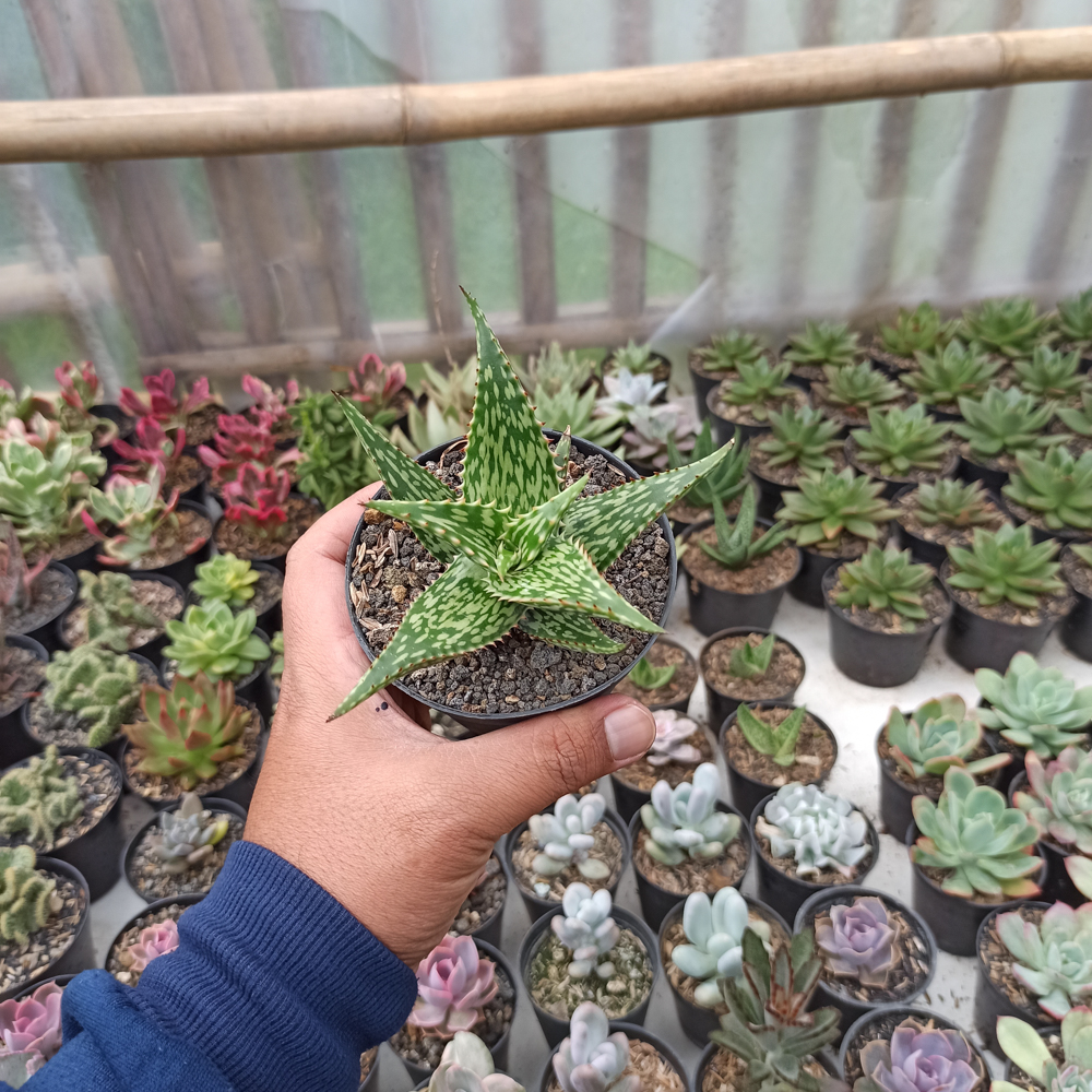 358. Aloe Somaliensis - Image 4