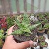 358. Aloe Somaliensis