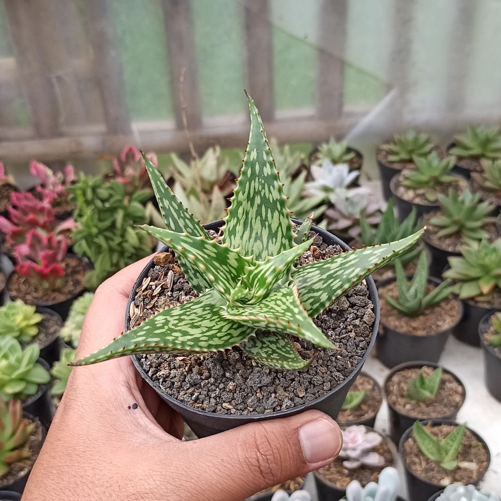358. Aloe Somaliensis