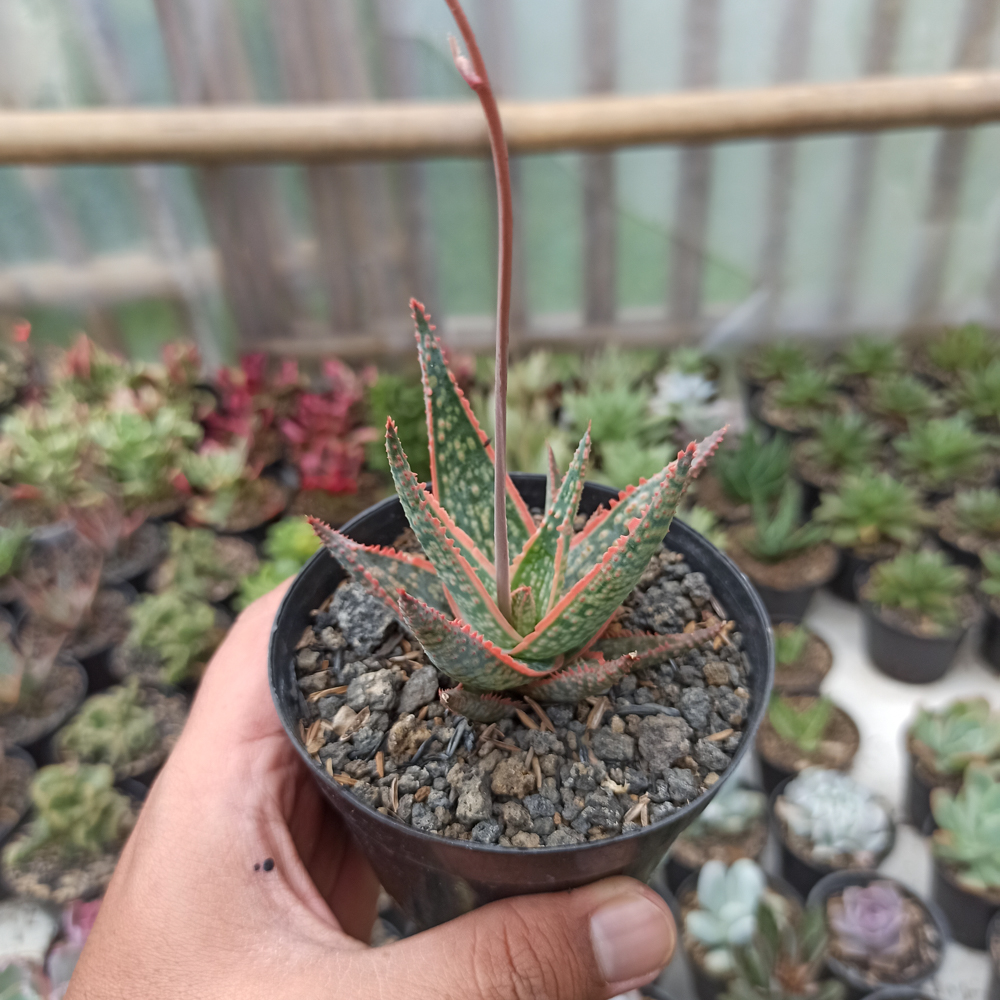 359. Aloe CV. Vito - Image 5