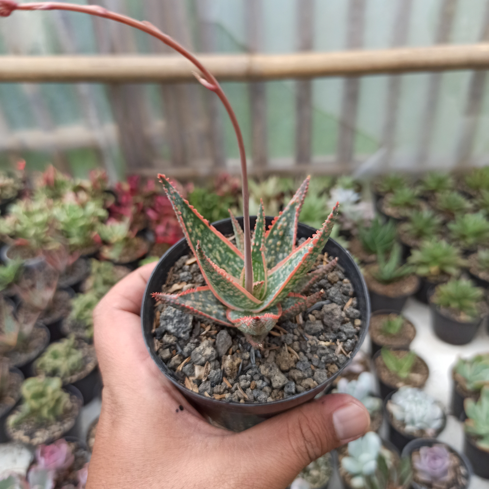 359. Aloe CV. Vito - Image 3