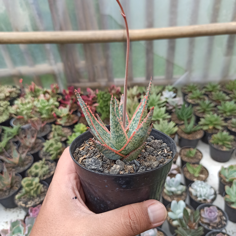 359. Aloe CV. Vito - Image 4
