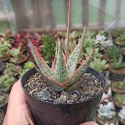 359. Aloe CV. Vito