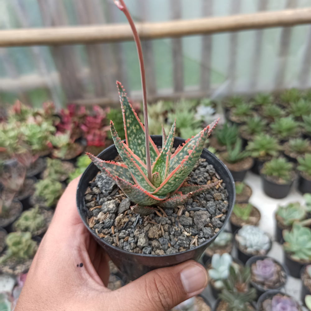 359. Aloe CV. Vito - Image 6