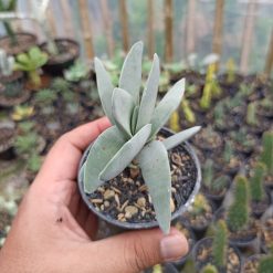 Alternative view of 361. Crassula falcata 'Propeller Plants'