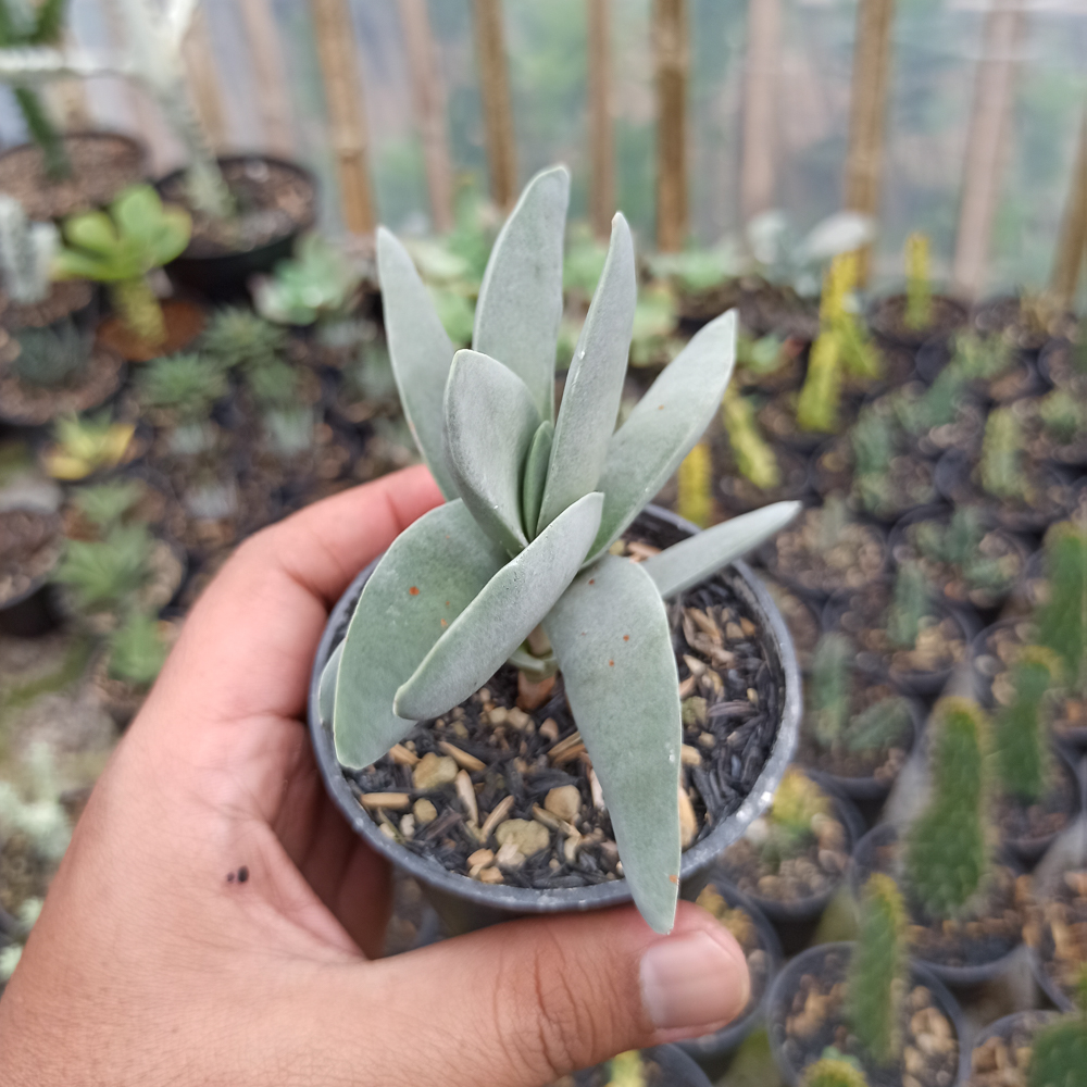 361. Crassula falcata 'Propeller Plants' - Image 2