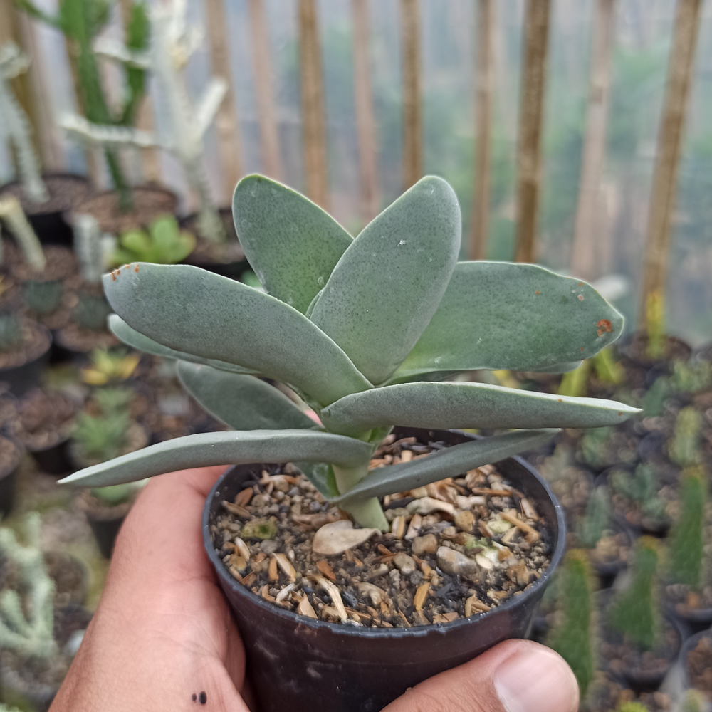 361. Crassula falcata 'Propeller Plants' - Image 6