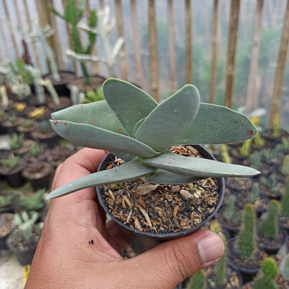 361. Crassula falcata 'Propeller Plants' - Image 5