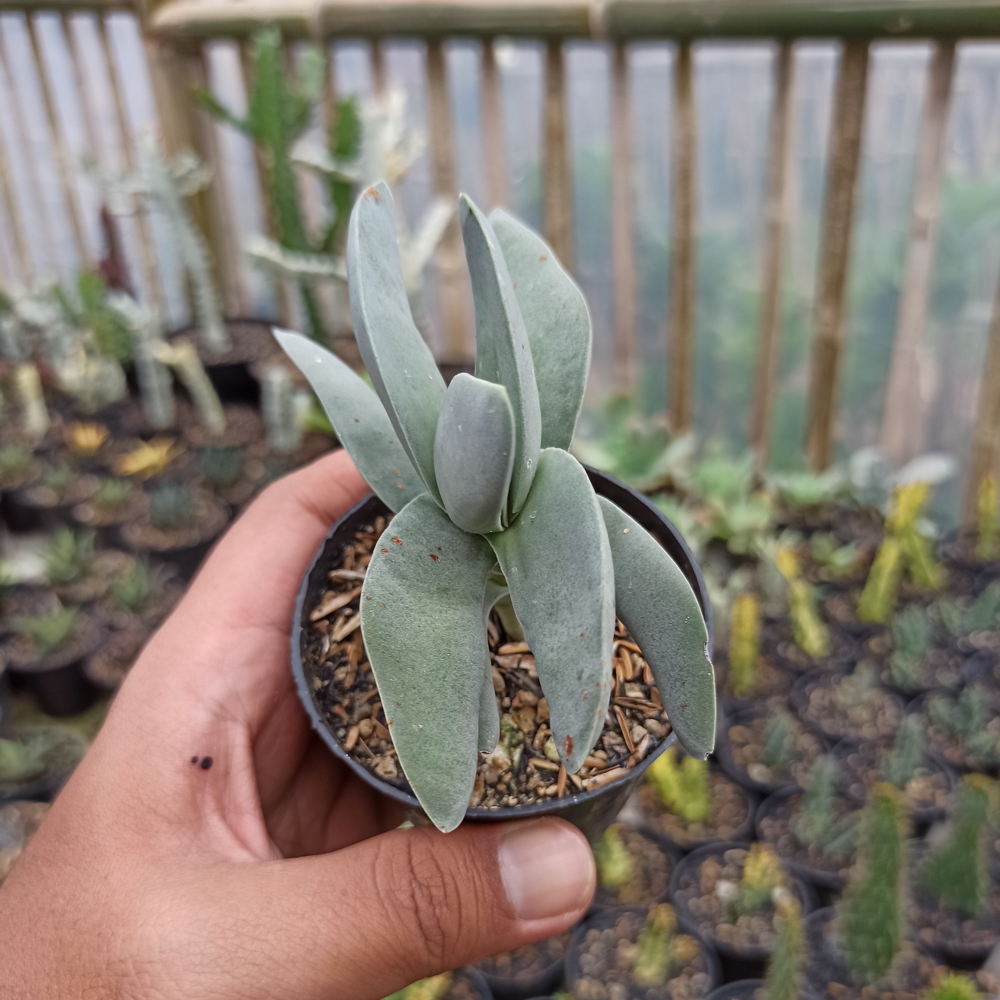 361. Crassula falcata 'Propeller Plants' - Image 7