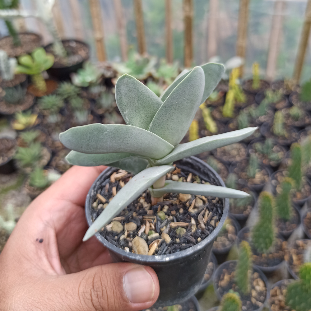 361. Crassula falcata 'Propeller Plants' - Image 3