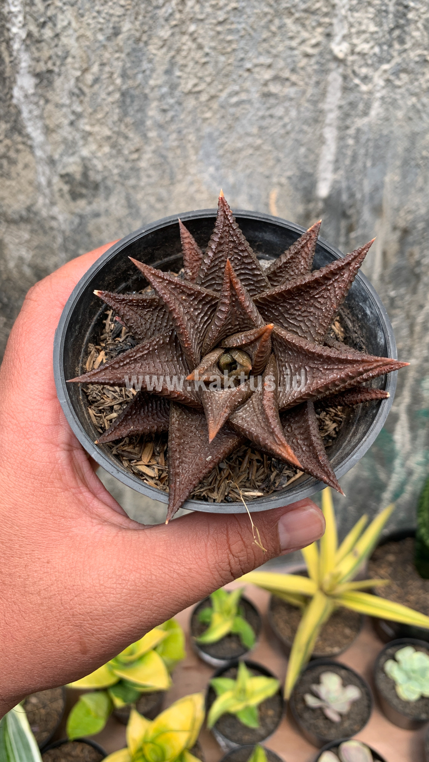 362. Haworthia Limifolia 'Washboard' Brown Limifolia - Image 9
