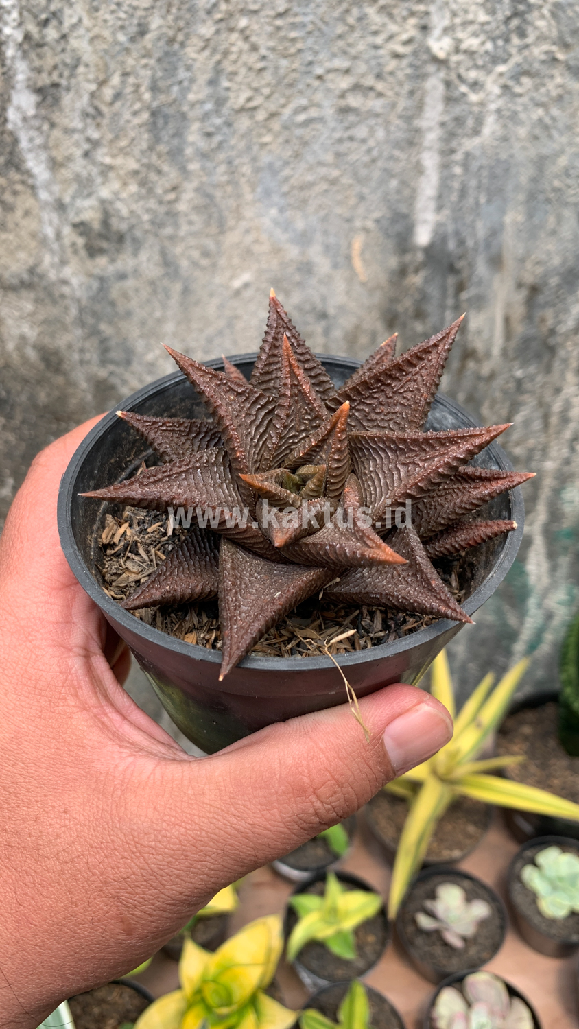 362. Haworthia Limifolia 'Washboard' Brown Limifolia - Image 8