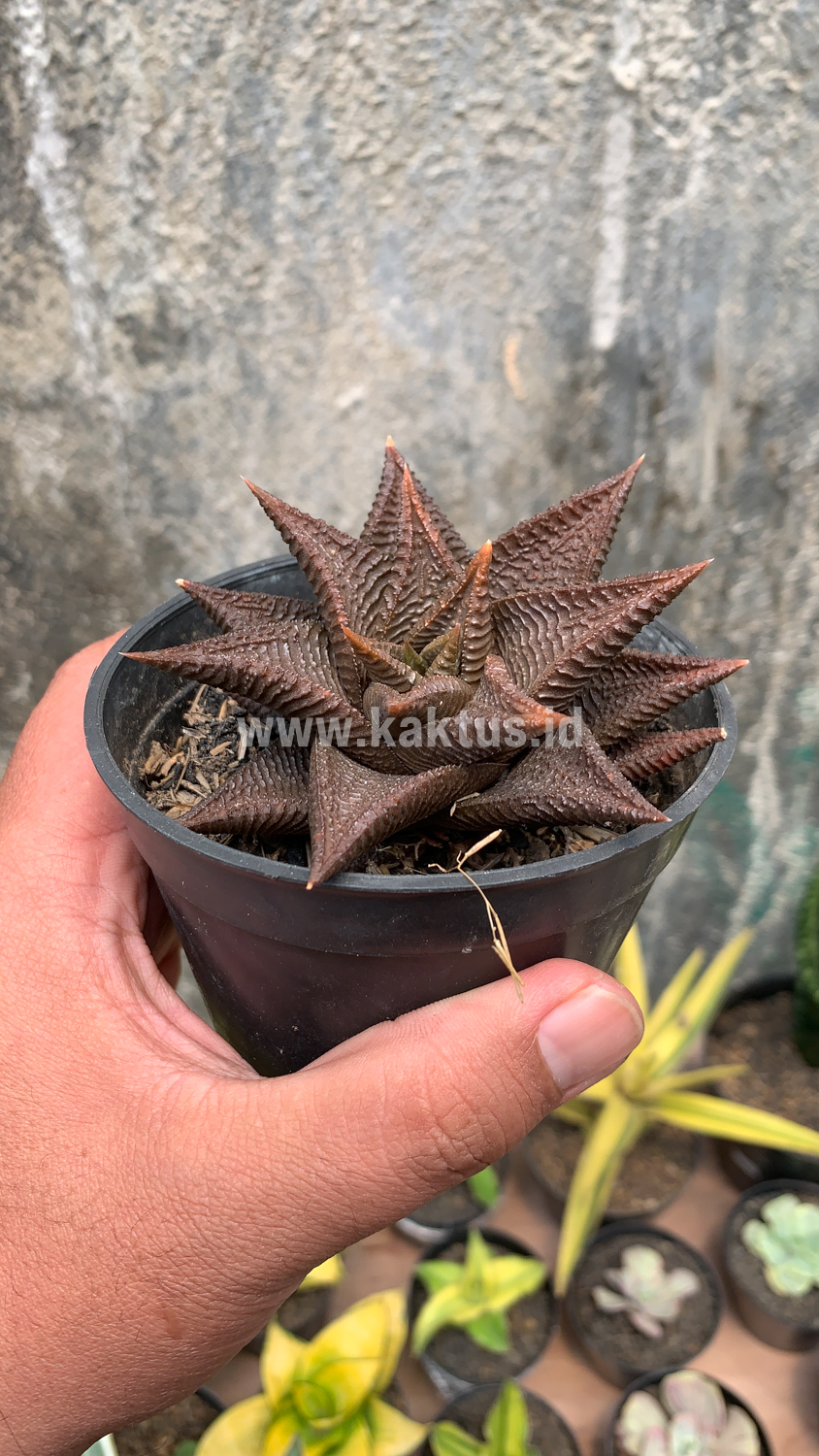 362. Haworthia Limifolia 'Washboard' Brown Limifolia - Image 6