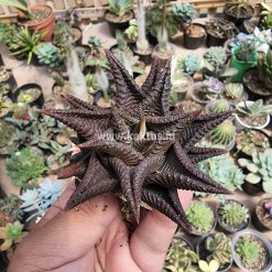 Alternative view of 362. Haworthia Limifolia 'Washboard' Brown Limifolia