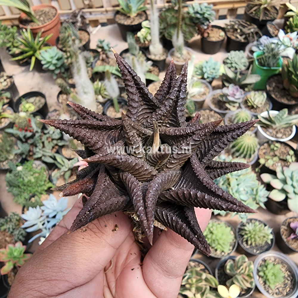 362. Haworthia Limifolia 'Washboard' Brown Limifolia - Image 2