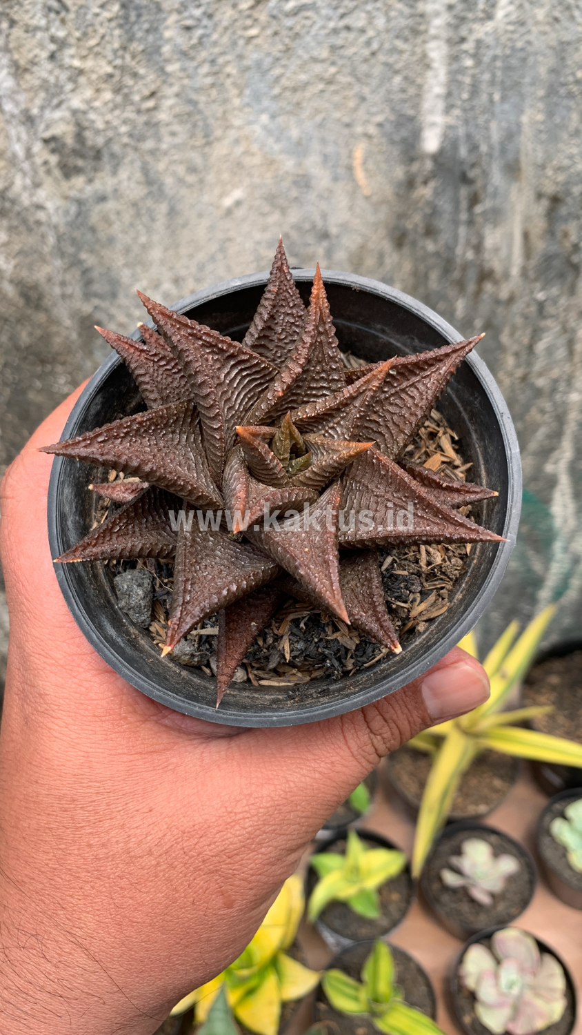 362. Haworthia Limifolia 'Washboard' Brown Limifolia - Image 5