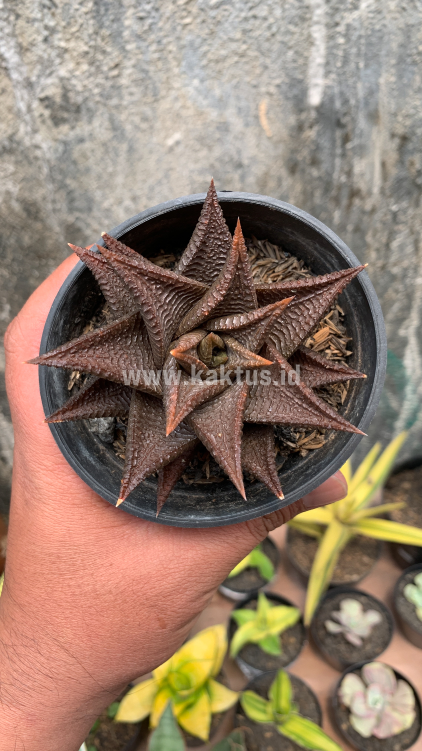 362. Haworthia Limifolia 'Washboard' Brown Limifolia - Image 4