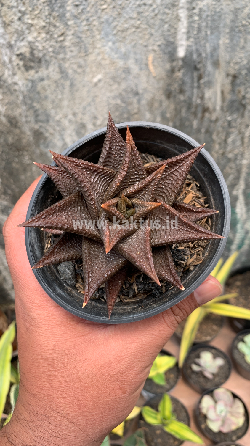 362. Haworthia Limifolia 'Washboard' Brown Limifolia - Image 3
