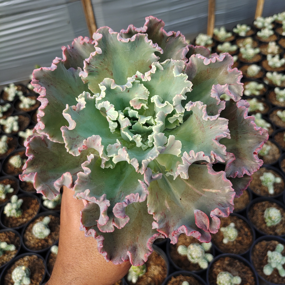 363. Echeveria Giant Blue - Image 4