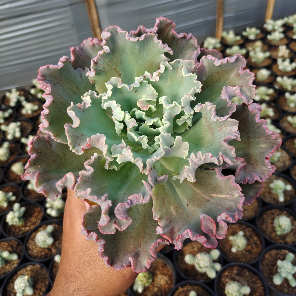 363. Echeveria Giant Blue - Image 5