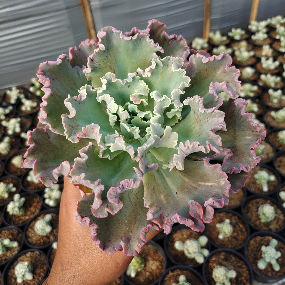 363. Echeveria Giant Blue - Image 6