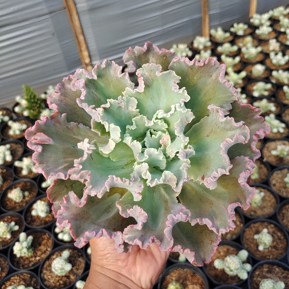363. Echeveria Giant Blue - Image 7