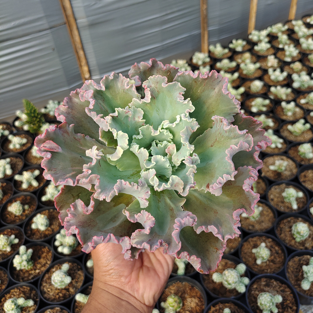363. Echeveria Giant Blue - Image 2