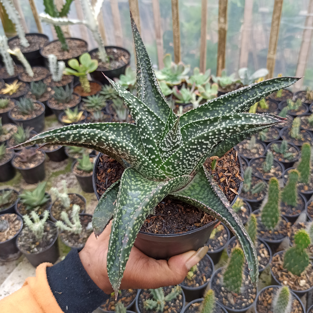 367. Gasteraloe Edward Hummel ( Gasteria X Aloe ) Size 20 Cm - Image 2