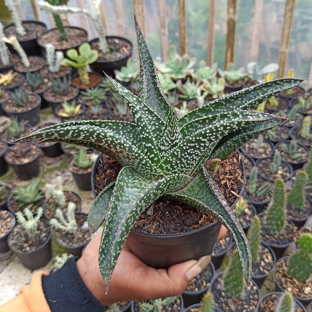 367. Gasteraloe Edward Hummel ( Gasteria X Aloe ) Size 20 Cm - Image 5