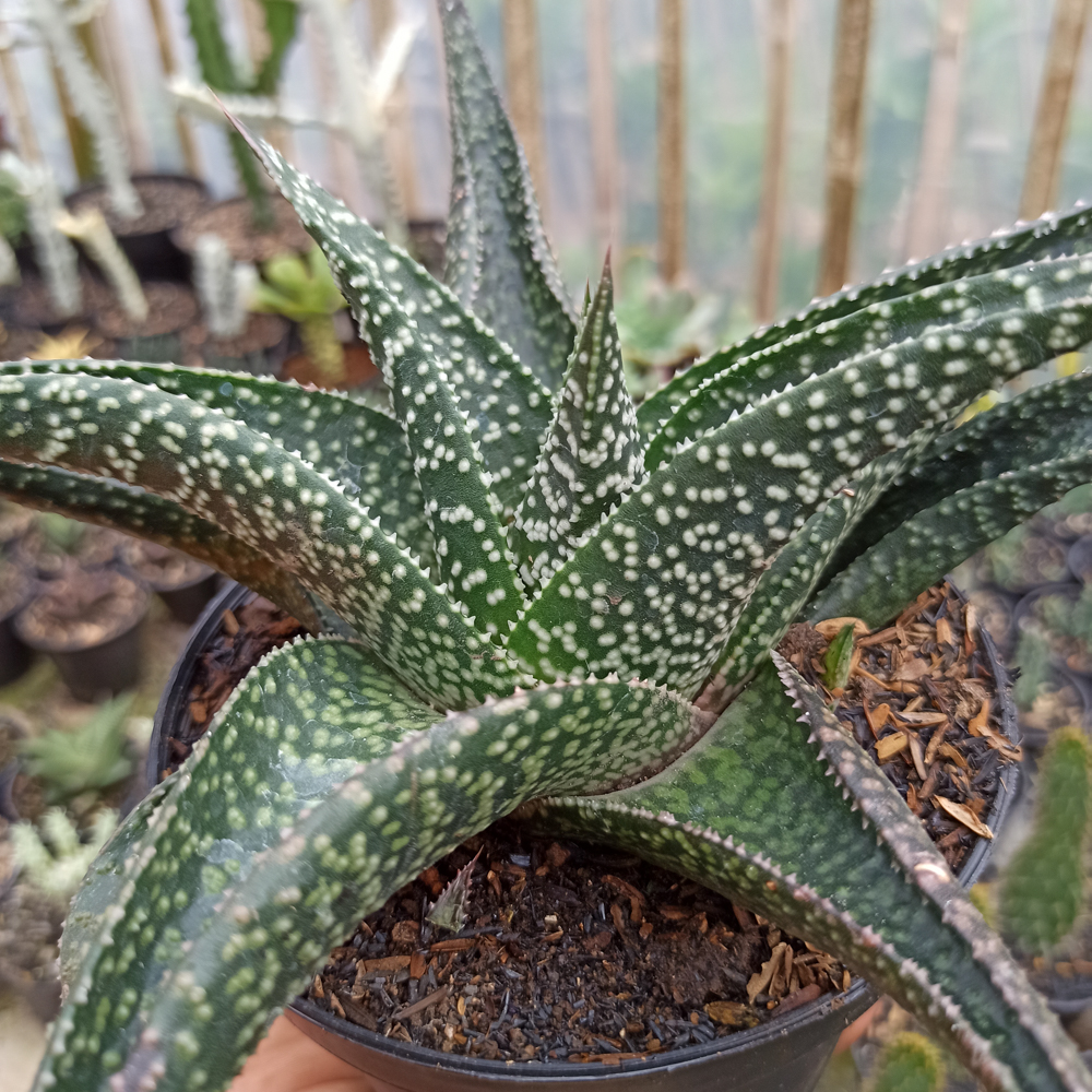 367. Gasteraloe Edward Hummel ( Gasteria X Aloe ) Size 20 Cm - Image 4