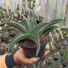 367. Gasteraloe Edward Hummel ( Gasteria X Aloe ) Size 20 Cm