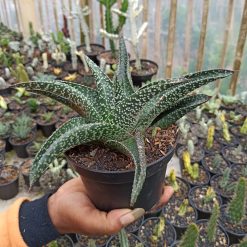 367. Gasteraloe Edward Hummel ( Gasteria X Aloe ) Size 20 Cm